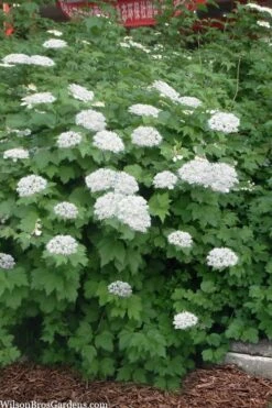 Maple Leaf Viburnum - 3 Pack Of 1.5 Quart Pots 16 Maple Leaf Viburnum - 3 Pack Of 1.5 Quart Pots -Trees And Plants viburnum acerifolium maple leaf 16 2