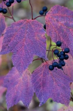 Maple Leaf Viburnum - 3 Pack Of 1.5 Quart Pots 20 Maple Leaf Viburnum - 3 Pack Of 1.5 Quart Pots -Trees And Plants viburnum acerifolium maple leaf 3 2