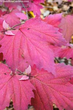 Maple Leaf Viburnum - 3 Pack Of 1.5 Quart Pots 19 Maple Leaf Viburnum - 3 Pack Of 1.5 Quart Pots -Trees And Plants viburnum acerifolium maple leaf 8 5