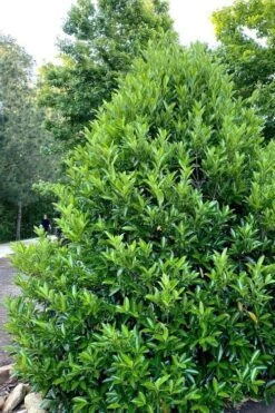 Mirror Leaf Sweet Viburnum - 7 Gallon Pot (2-3') 10 Mirror Leaf Sweet Viburnum - 7 Gallon Pot (2-3') -Trees And Plants viburnum awabuki chindo 3 3