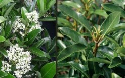 Mirror Leaf Sweet Viburnum - 7 Gallon Pot (2-3') 11 Mirror Leaf Sweet Viburnum - 7 Gallon Pot (2-3') -Trees And Plants viburnum awabuki chindo 4 3