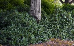 David Viburnum - 3 Gallon Pot -Trees And Plants viburnum davidii 12