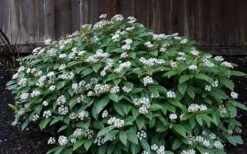 David Viburnum - 3 Gallon Pot -Trees And Plants viburnum davidii 14