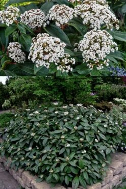 David Viburnum - 3 Gallon Pot -Trees And Plants viburnum davidii 15