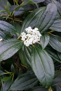 David Viburnum - 3 Gallon Pot -Trees And Plants viburnum davidii 16