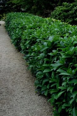 David Viburnum - 3 Gallon Pot -Trees And Plants viburnum davidii 17