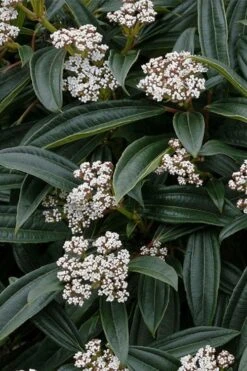 David Viburnum - 3 Gallon Pot -Trees And Plants viburnum davidii 3