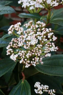 David Viburnum - 3 Gallon Pot -Trees And Plants viburnum davidii 5