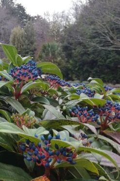 David Viburnum - 3 Gallon Pot -Trees And Plants viburnum davidii 6