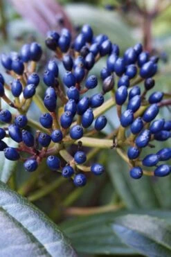 David Viburnum - 3 Gallon Pot -Trees And Plants viburnum davidii 7