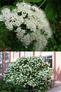 Arrowwood Viburnum - 3 Gallon Pot -Trees And Plants viburnum dentatum arrowwood 3