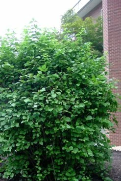 Arrowwood Viburnum - 3 Gallon Pot -Trees And Plants viburnum dentatum arrowwood 7