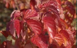 Arrowwood Viburnum - 3 Gallon Pot -Trees And Plants viburnum dentatum arrowwood 9