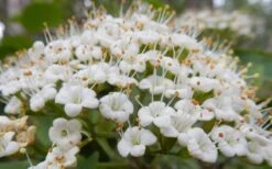 Mohican Arrowwood Viburnum - 6 Gallon Pot (4-5') -Trees And Plants viburnum lantana mohican 1