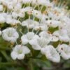 Mohican Arrowwood Viburnum - 6 Gallon Pot (4-5') -Trees And Plants viburnum lantana mohican 2