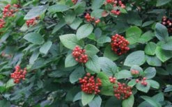 Mohican Arrowwood Viburnum - 6 Gallon Pot (4-5') -Trees And Plants viburnum lantana mohican 3
