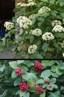 Mohican Arrowwood Viburnum - 6 Gallon Pot (4-5') -Trees And Plants viburnum lantana mohican 4