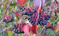 Nannyberry Viburnum - 1 Gallon Pot -Trees And Plants viburnum lentago nannyberry 2