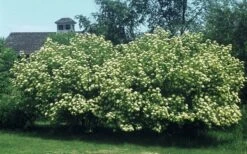 Nannyberry Viburnum - 1 Gallon Pot -Trees And Plants viburnum lentago nannyberry 4