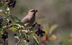 Nannyberry Viburnum - 1 Gallon Pot -Trees And Plants viburnum lentago nannyberry 5