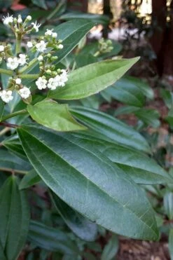 Moonlit Lace Viburnum - 7 Gallon Pot -Trees And Plants viburnum moonlit lace 5 2