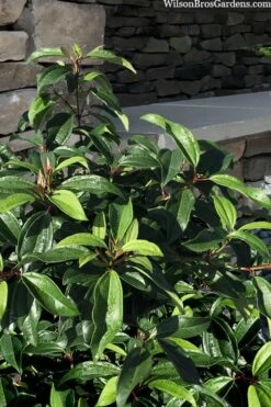 Moonlit Lace Viburnum - 1 Gallon Pot -Trees And Plants viburnum moonlit lace 8 3