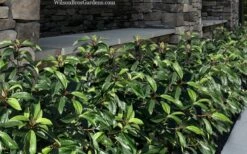 Moonlit Lace Viburnum - 3 Gallon Pot -Trees And Plants viburnum moonlit lace 9