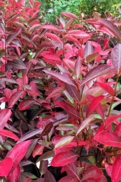 Winterthur Viburnum - 1 Gallon Pot -Trees And Plants viburnum nudum winterthur 100