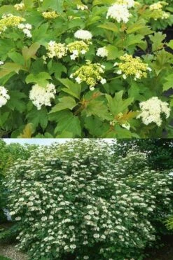 Dwarf European Cranberry Bush - 1 Gallon Pot -Trees And Plants viburnum opulus compactum dwarf european cranberry bush 10