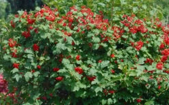 Dwarf European Cranberry Bush - 1 Gallon Pot -Trees And Plants viburnum opulus compactum dwarf european cranberry bush 2