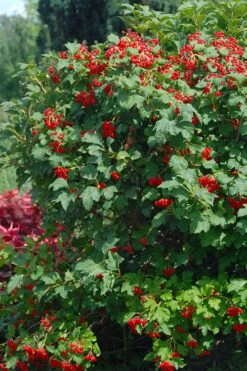 Dwarf European Cranberry Bush - 5 Gallon Pot -Trees And Plants viburnum opulus compactum dwarf european cranberry bush 3 1