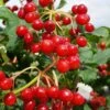 Dwarf European Cranberry Bush - 5 Gallon Pot -Trees And Plants viburnum opulus compactum dwarf european cranberry bush 9 1
