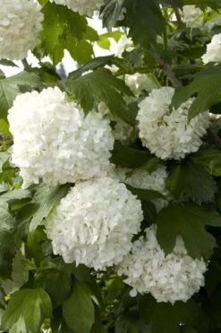 Eastern Snowball Viburnum Bush - 3 Gallon Pot -Trees And Plants viburnum opulus sterile eastern snowball 2 1