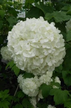 Eastern Snowball Viburnum Bush - 1 Gallon Pot -Trees And Plants viburnum opulus sterile eastern snowball 3