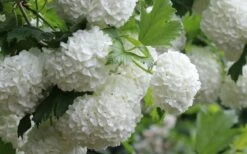 Eastern Snowball Viburnum Bush - 1 Gallon Pot -Trees And Plants viburnum opulus sterile eastern snowball 4