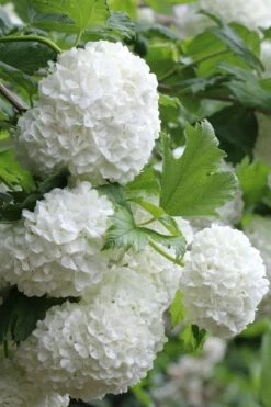 Eastern Snowball Viburnum Bush - 1 Gallon Pot -Trees And Plants viburnum opulus sterile eastern snowball 5