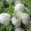 Eastern Snowball Viburnum Bush - 1 Gallon Pot -Trees And Plants viburnum opulus sterile eastern snowball 6