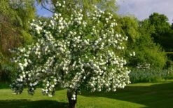 Eastern Snowball Viburnum Bush - 1 Gallon Pot -Trees And Plants viburnum opulus sterile eastern snowball 9