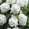 Japanese Snowball Bush (Viburnum Plicatum) - 2 Gallon Pot -Trees And Plants viburnum plicatum japanese snowball flowers 14