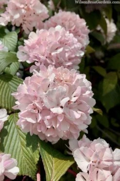 Kern's Pink Snowball Viburnum Bush - 2 Gallon Pot -Trees And Plants viburnum plicatum kerns pink snowball 3