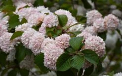 Kern's Pink Snowball Viburnum Bush - 2 Gallon Pot -Trees And Plants viburnum plicatum kerns pink snowball 7