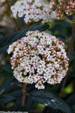Prague Viburnum - 3 Gallon Pot -Trees And Plants viburnum pragense prague 2 2