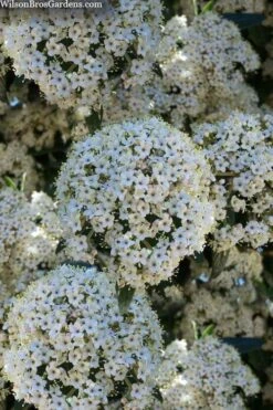 Prague Viburnum - 2.5 Quart Pot -Trees And Plants viburnum pragense prague 5