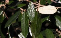 Prague Viburnum - 3 Gallon Pot -Trees And Plants viburnum pragense prague 7 2