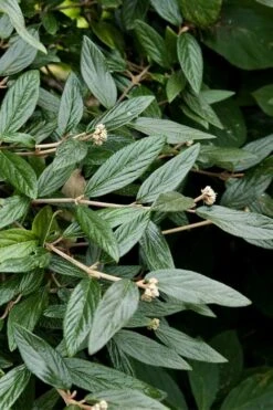 Prague Viburnum - 1 Gallon Pot -Trees And Plants viburnum pragense prague 9 1