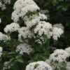 Blackhaw Viburnum - 3 Gallon Pot -Trees And Plants viburnum prunifolium black haw 12
