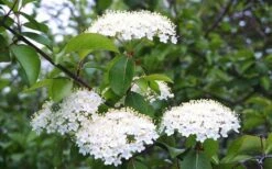 Blackhaw Viburnum - 3 Gallon Pot -Trees And Plants viburnum prunifolium black haw 4