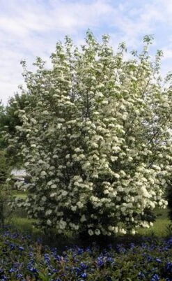 Blackhaw Viburnum - 2 Gallon Pot -Trees And Plants viburnum prunifolium black haw 7 1