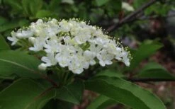 Blackhaw Viburnum - 2 Gallon Pot -Trees And Plants viburnum prunifolium black haw 9 1