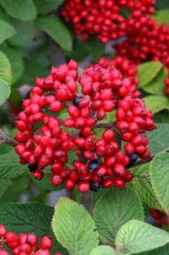 Alleghany Viburnum - 1 Gallon Pot -Trees And Plants viburnum rhytidophylloides alleghany 4